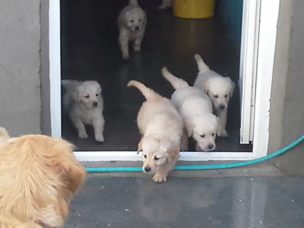Kc Reg Golden Retriever Puppies for sale