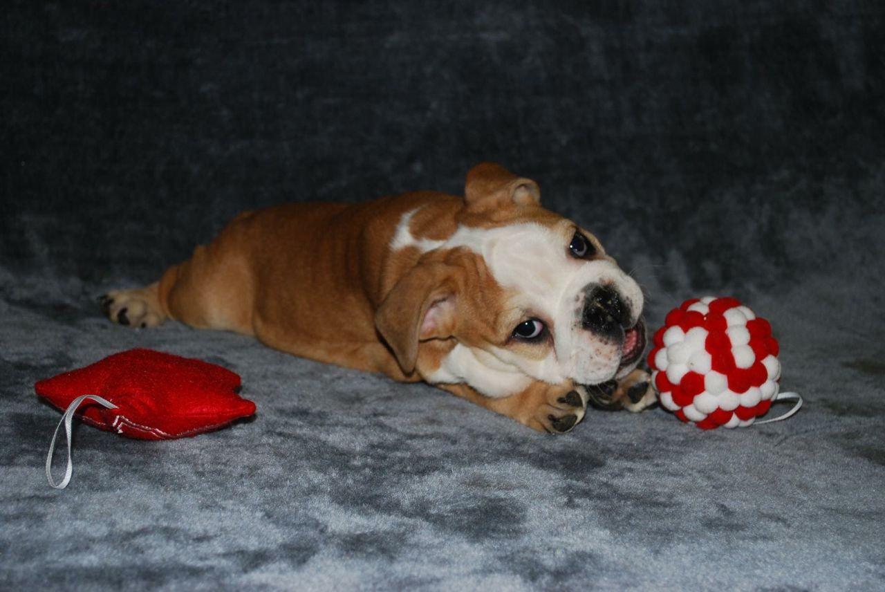 Strunning Quality Kc Register English Bulldog Puppies Girls & Boys for sale