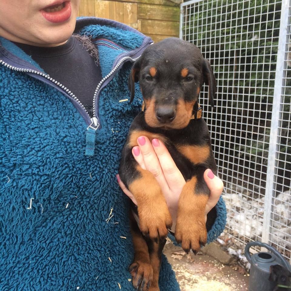 Kc Registered Dobermann Puppies For Sale