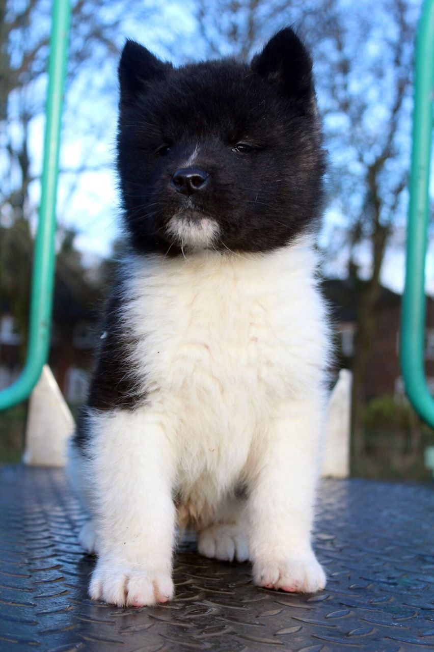 Kc Registered outstanding American Akita Puppies For Sale