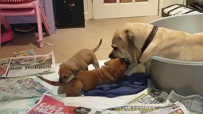 Bullmastiff Puppies For Sale