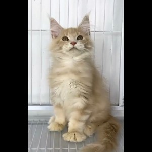 Cute Maine Coon Kittens for Adoption.