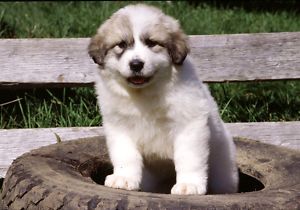 Great Pyrenees :Puppies