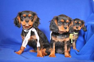 CAVALIER KING CHARLES SPANIEL FEMALES FOR SALE