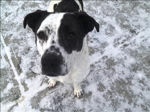 HARRIET Staffordshire Bull Terrier Mix: An adoptable dog in Red Deer, AB