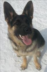 German Shepherd Dog Mix: An adoptable dog in Red Deer, AB