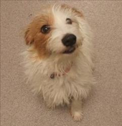 LOLA Jack Russell Terrier: An adoptable dog in Red Deer, AB