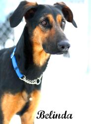 BELINDA German Shepherd Dog/Doberman Pinscher Mix: An adoptable dog in Alliston, ON