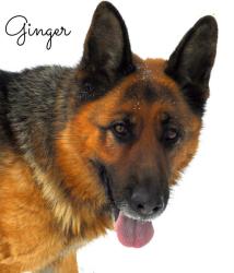 German Shepherd Dog: An adoptable dog in Alliston, ON