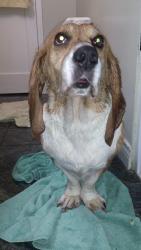 SASSY Basset Hound: An adoptable dog in Winnipeg, MB