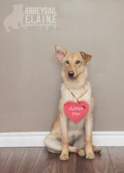 NALA Labrador Retriever/Shepherd Mix