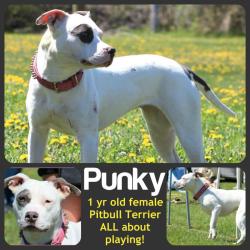 PUNKY Pit Bull Terrier Mix