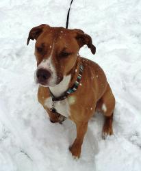 BROOKE Boxer/Labrador Retriever Mix