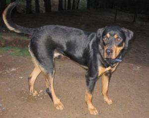 OAKLEY Rottweiler Mix