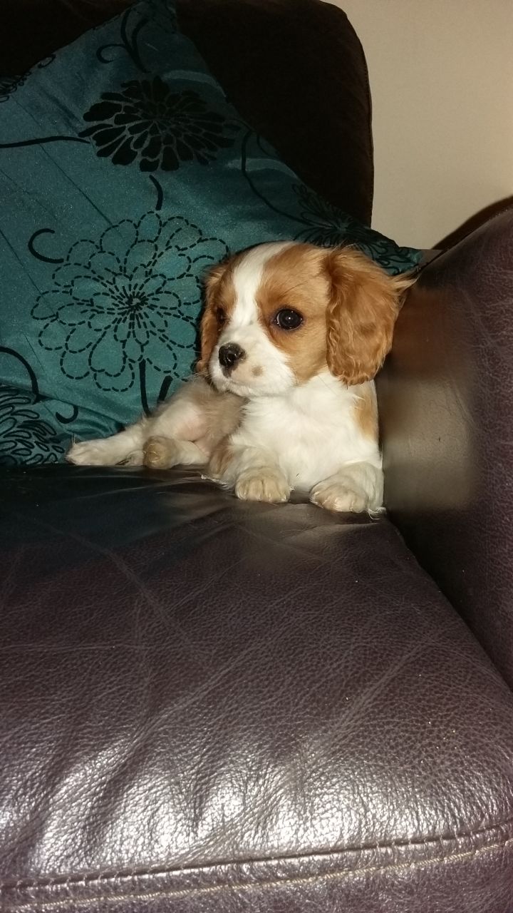 Pedigree,akc Cavalier King Charles Spaniel puppies