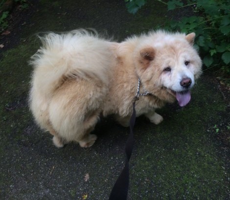 Two Chow Pups For Sale One Girl One Boy