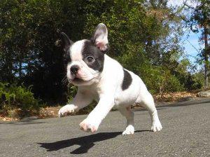 Beautiful Boston Terrier puppies