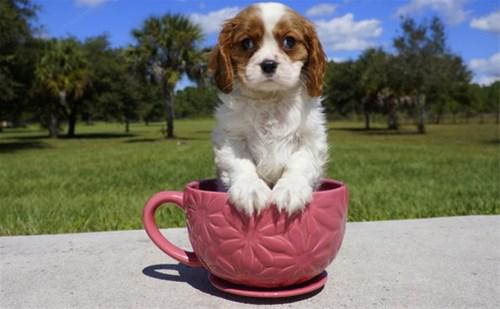 Gorgeous Cavalier King Charles Spaniel puppies available