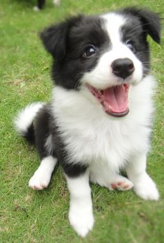   Male and Female Border Collie Puppies