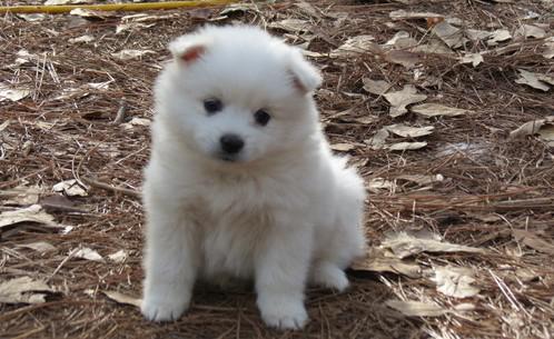 American Eskimo Dog Puppies for Sale