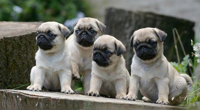 PUG PUPPIES FOR FREE ADOPTION  