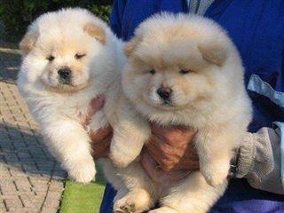 Potty Trained Chow Chow puppies