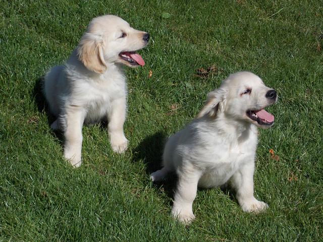   K C Reg Quality Golden Retrievers