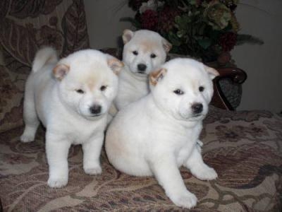 Cute male and female Akita puppies