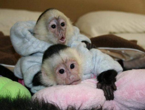 Cute baby capuchins for adoption