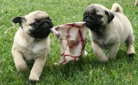 Amazing Pug puppies for adoption