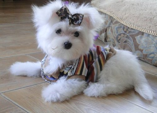 MALTESE PUPPIES FOR SALE 