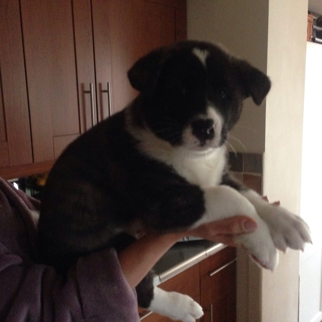 Akita Puppies Kc Registered Ready Now.