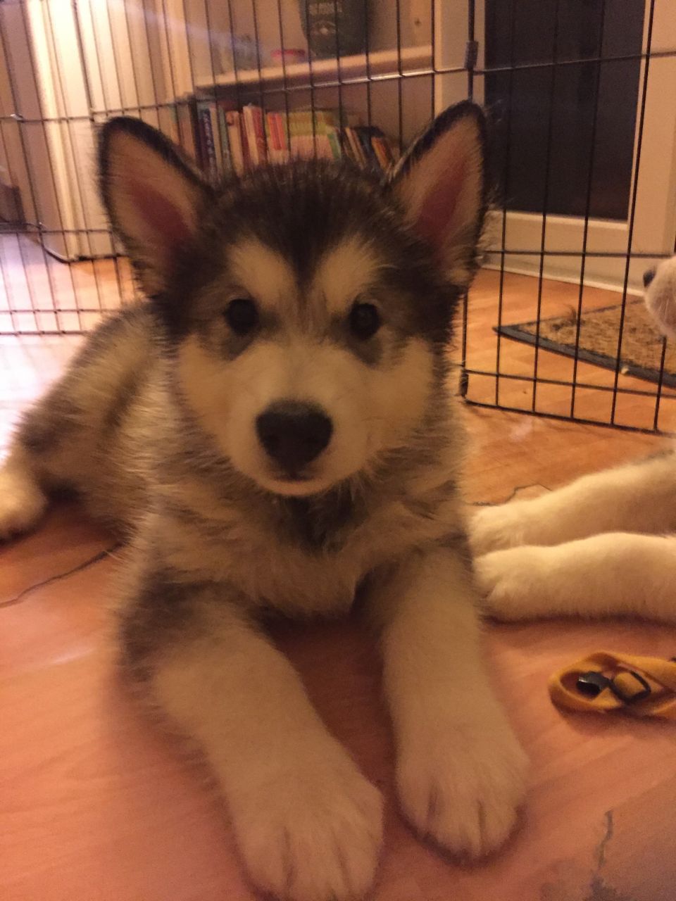 Alaskan Malamute Puppies Ready..