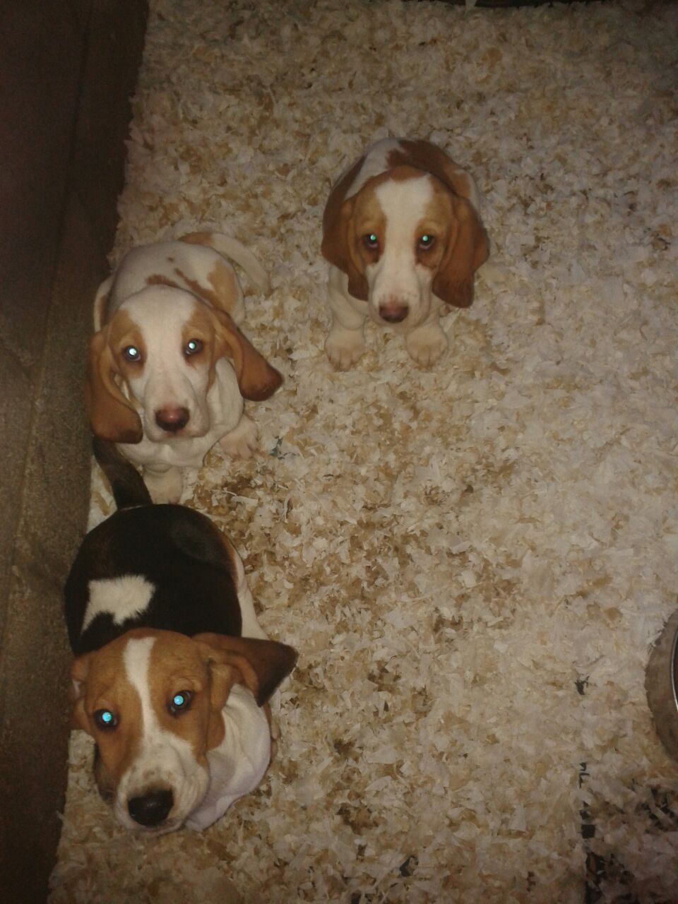 Basset Hound Puppies For Sale