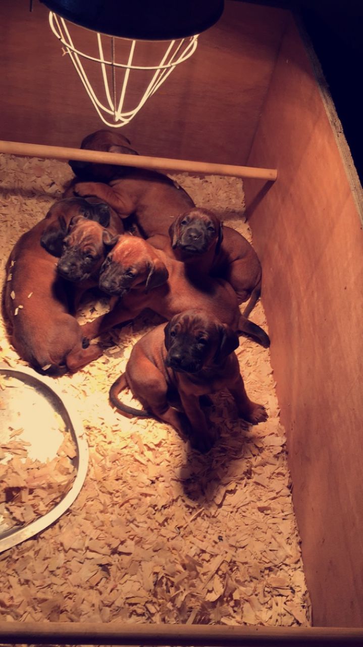 Bavarian Mountain Hound Puppies