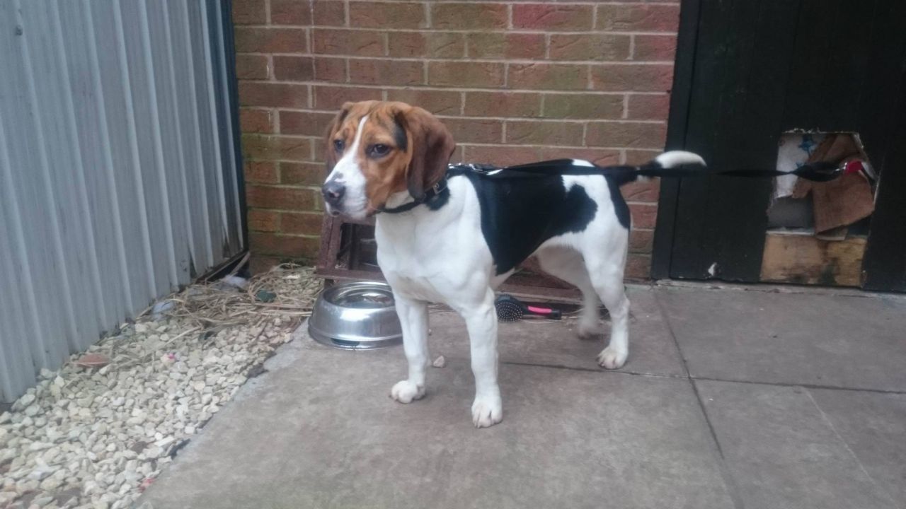 Tri Coloured Beagle Puppies Read Now