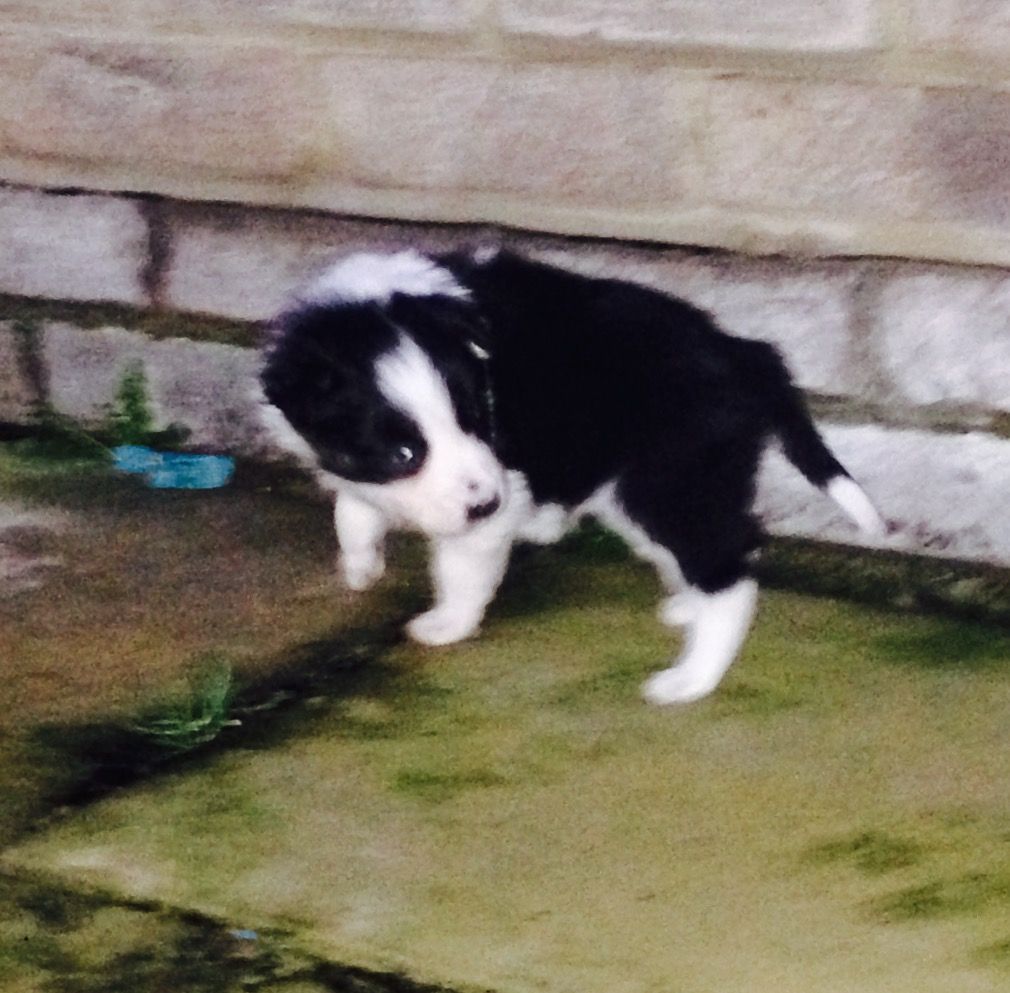 Border Collie Puppies Ready To Go.