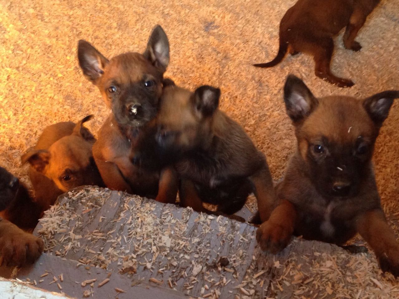 Ready Now Working Belgian Shepherd Puppies For Sale