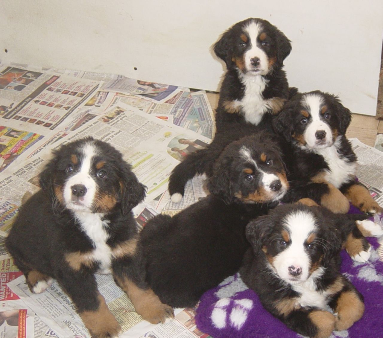 Beautiful Bernese Mountain Dog Puppies