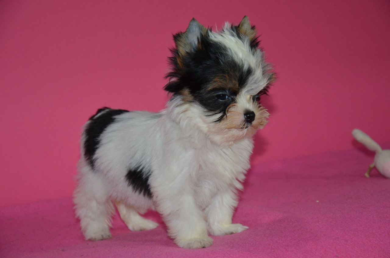 Beautiful Tea Cup Biewer Yorkshire Terrier Puppies