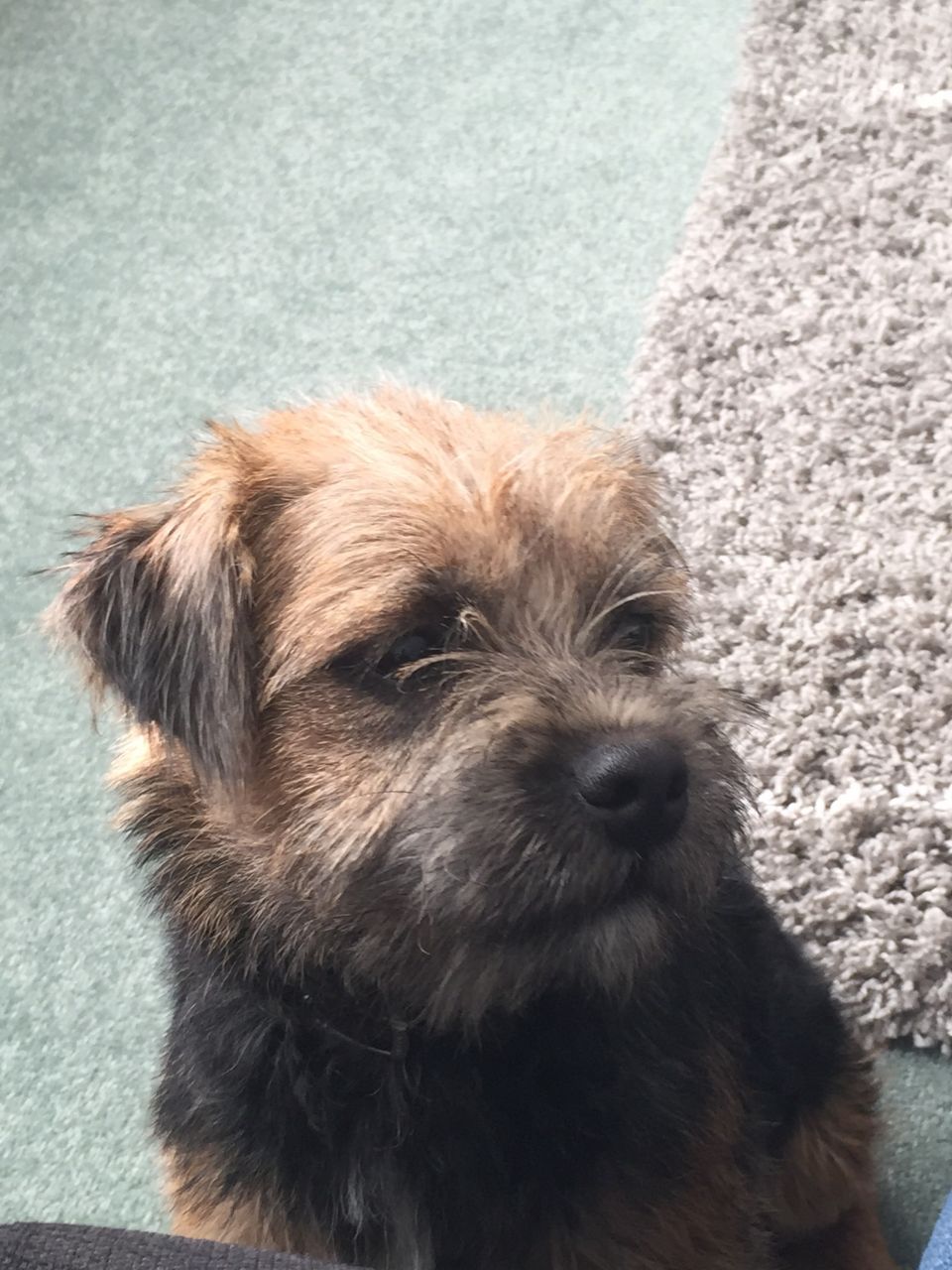 Beautiful Blue And Tan Border Terrier Puppies