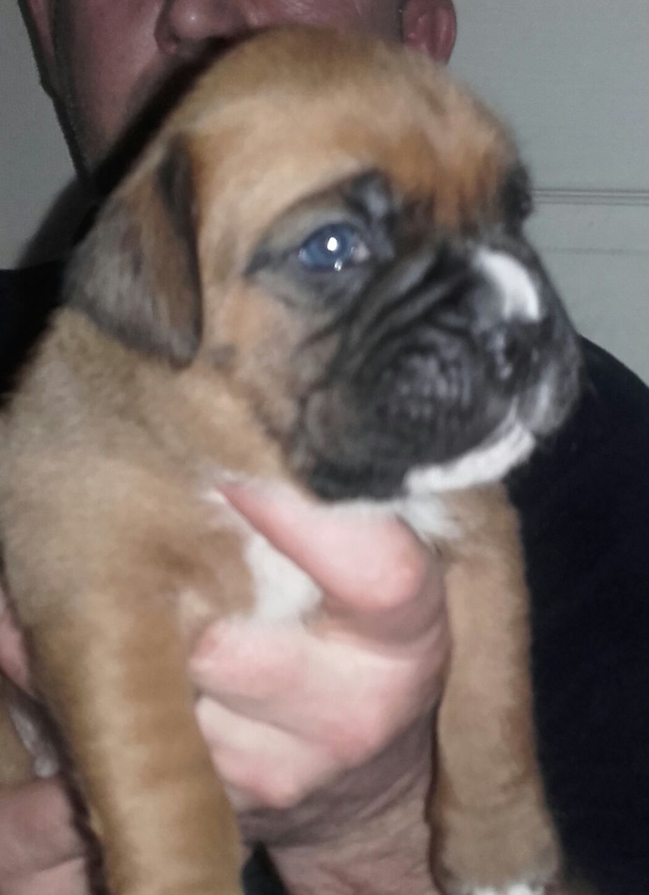 Beautiful Boxer Puppies Long Tail, And Bob Tailed