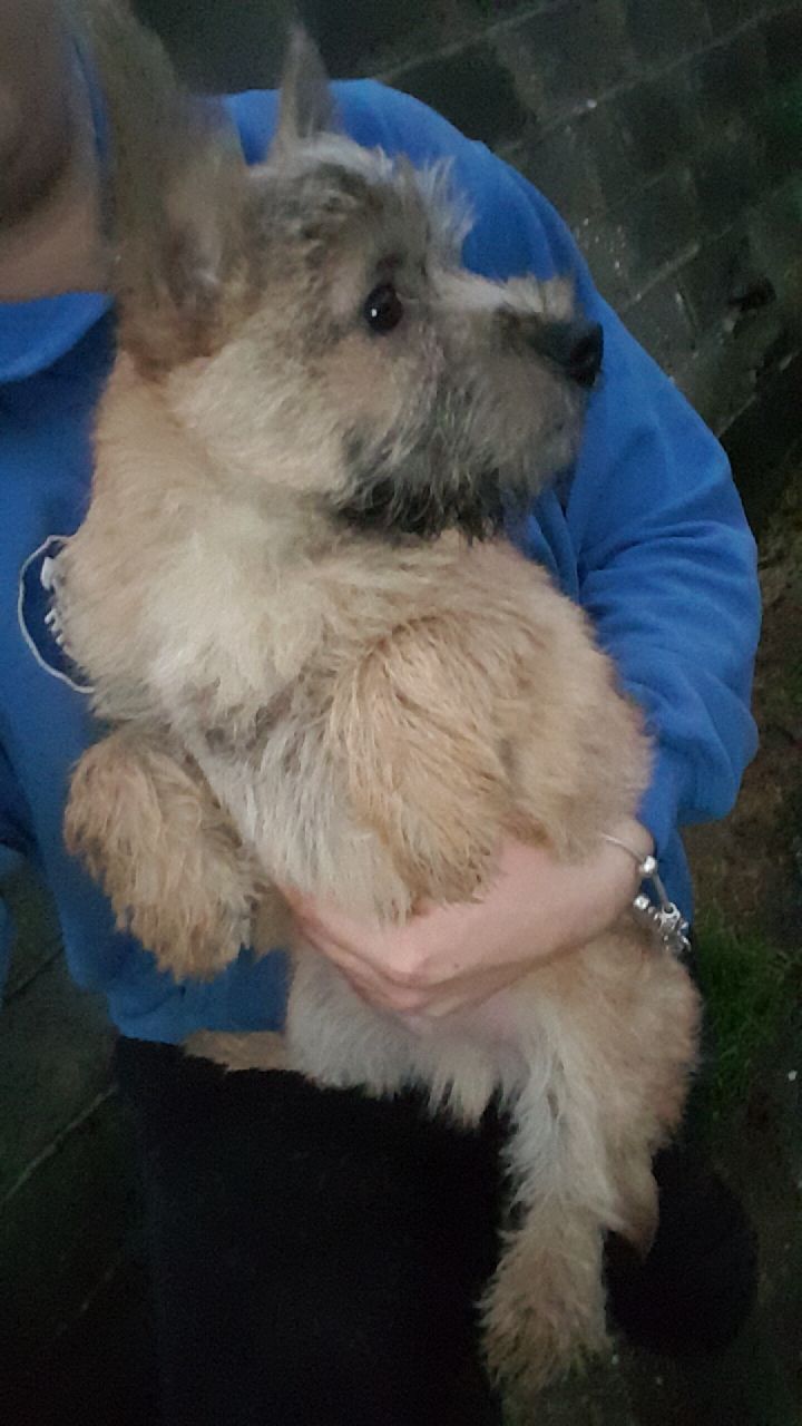 Beautiful Cairn Terrier puppies