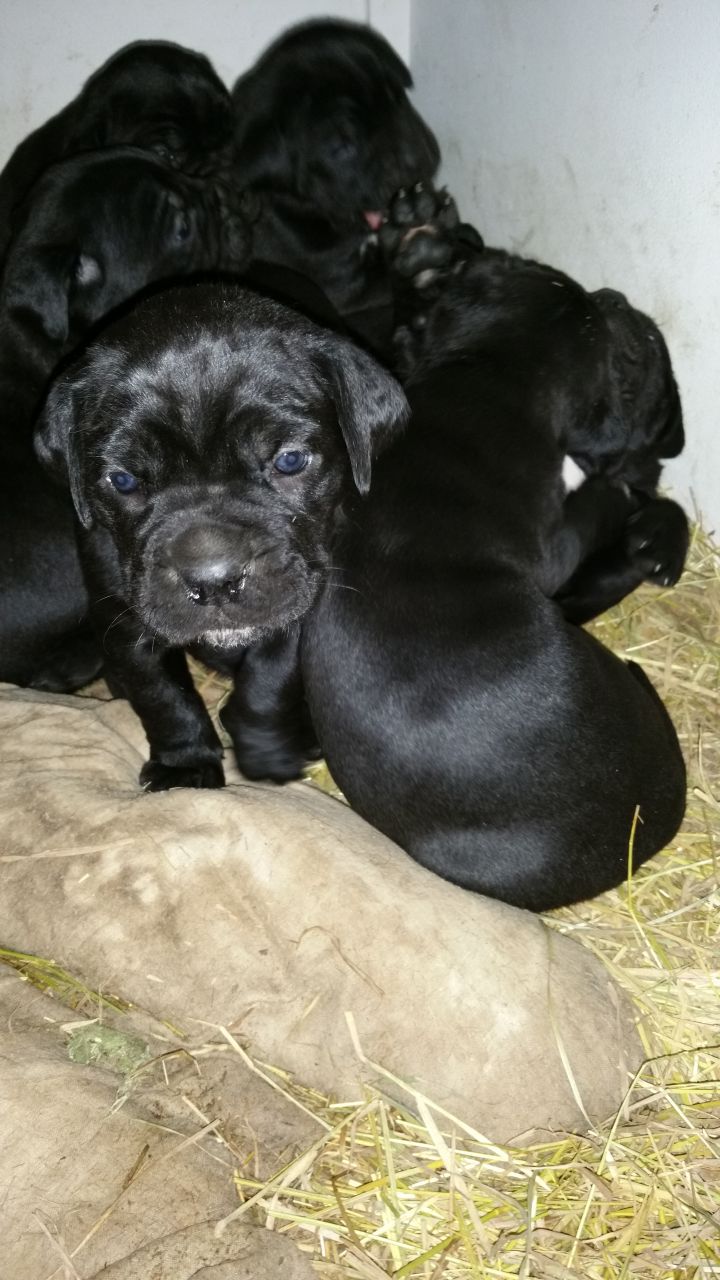 Pure Bred Cane Corso Puppies