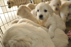 Golden Retrievers~English Cream′s