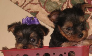 Yorkshire Terrier Pups