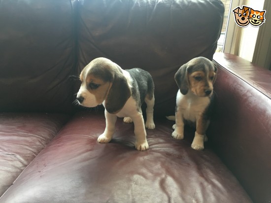 male and female koki and bashi beagle puppy