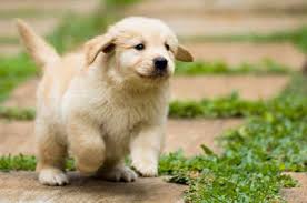 male and female golden retriever puppies