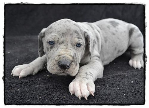 Great Dane puppies