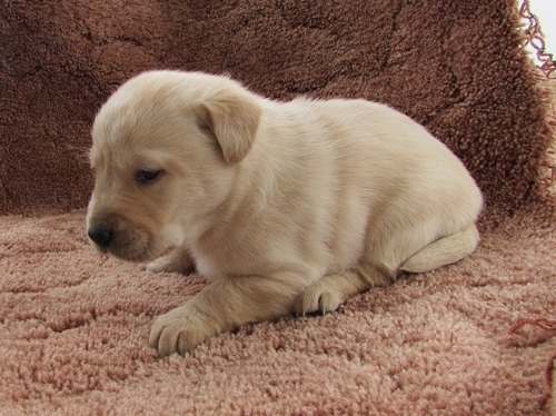 golden doodle puppies for adoption 